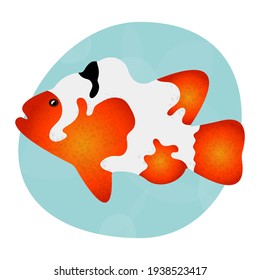 Beautiful and bright realistic tropical fish carp koi. Element for design of sign, label, packing. Cool print for clothes, cups, plates, goods. Logo for seafood, fish restaurant, pet store.