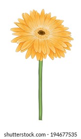 beautiful bright yellow gerbera with watercolor effect isolated on white background