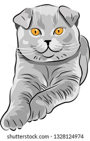 Beautiful british cat