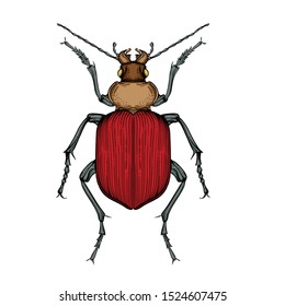 Beautiful brown beetle on a white background in linear style. Hand-drawn.