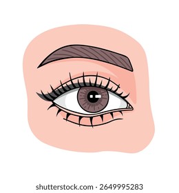 Beautiful brown woman eye with long lashes. Vector Illustration for printing, backgrounds, covers and packaging. Image can be used for greeting card, poster and sticker. Isolated on white background.
