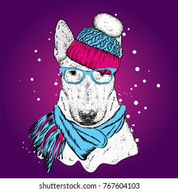A beautiful bull terrier with a hat and a winter scarf. New Year's and Christmas. Pedigree dog.