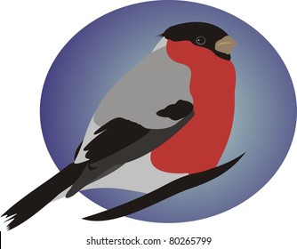 Beautiful bullfinch