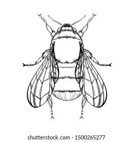 Beautiful bumblebee on a white background in a linear style. Hand-drawn.