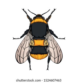 Beautiful bumblebee on a white background in a linear style. Hand-drawn.