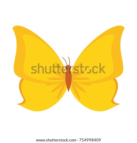 Beautiful buttefly isolated