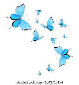 beautiful butterflies, blue,isolated on a white