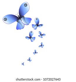 beautiful butterflies, blue,isolated on a white