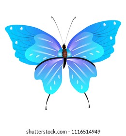 beautiful butterflies, blue,isolated on a white