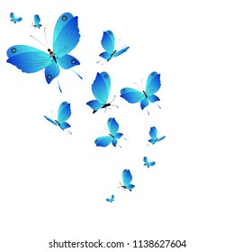 beautiful butterflies, blue,isolated on a white