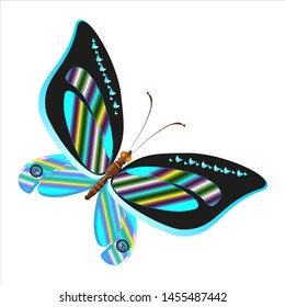beautiful butterflies, blue,isolated on a white