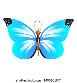 beautiful butterflies, blue,isolated on a white
