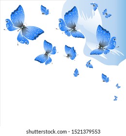 beautiful butterflies, blue,isolated on a white