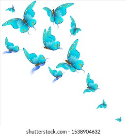 beautiful butterflies, blue,isolated on a white