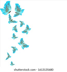 beautiful butterflies, blue,isolated on a white