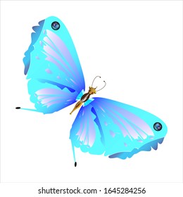 beautiful butterflies, blue,isolated on a white
