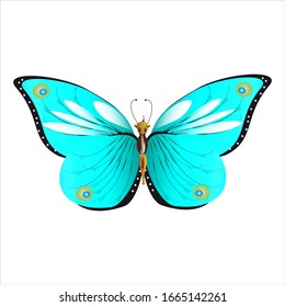 beautiful butterflies, blue,isolated on a white