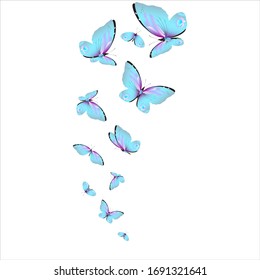beautiful butterflies, blue,isolated on a white