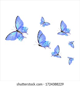 beautiful butterflies, blue,isolated on a white