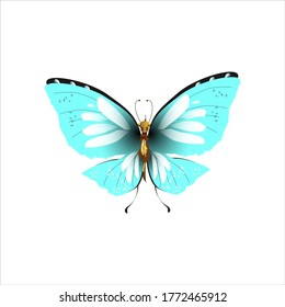 beautiful butterflies, blue,isolated on a white