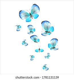 beautiful butterflies, blue,isolated on a white