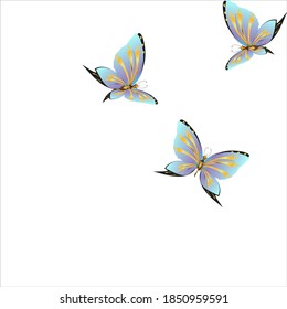 beautiful butterflies, blue,isolated on a white