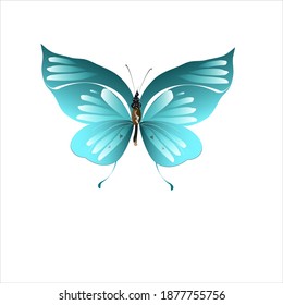 beautiful butterflies, blue,isolated on a white