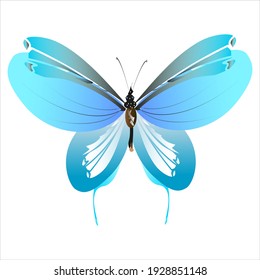 beautiful butterflies, blue,isolated on a white