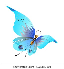 beautiful butterflies, blue,isolated on a white