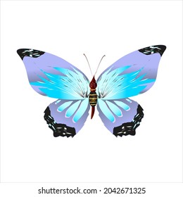 beautiful butterflies, blue,isolated on a white