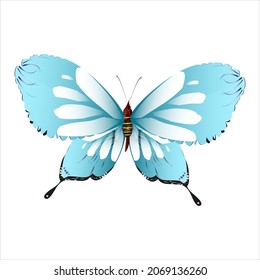 beautiful butterflies, blue,isolated on a white