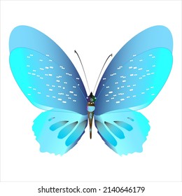 beautiful butterflies, blue,isolated on a white