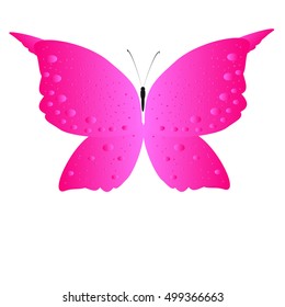 beautiful  butterflies, isolated on a white