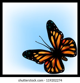 Beautiful butterfly
