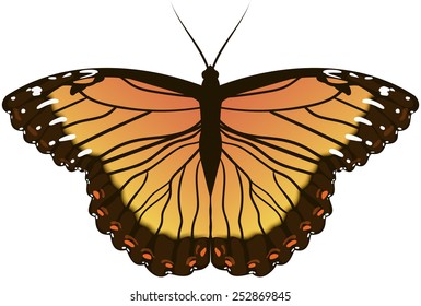 Beautiful Butterfly
