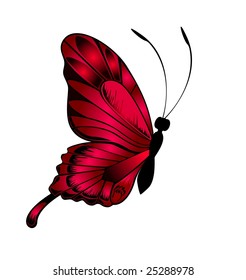 The beautiful butterfly