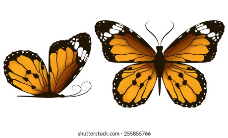 Beautiful butterfly