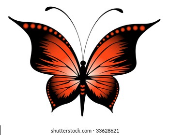 Beautiful butterfly