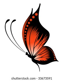Beautiful butterfly
