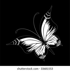 Beautiful butterfly