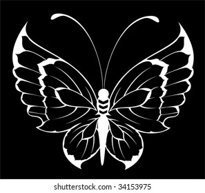 Beautiful butterfly
