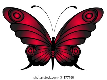 Beautiful butterfly
