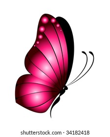 Beautiful butterfly