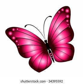 Beautiful butterfly