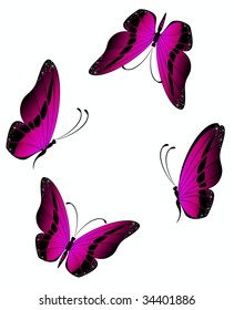 Beautiful butterfly