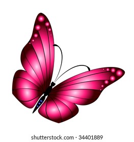 Beautiful butterfly