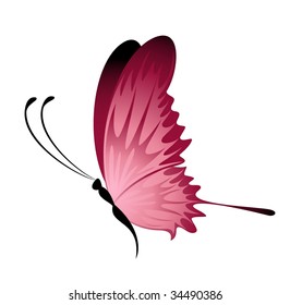 Beautiful butterfly