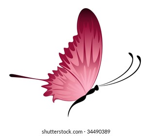 Beautiful butterfly