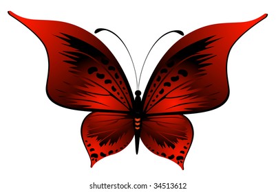 Beautiful butterfly