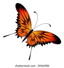 Beautiful butterfly